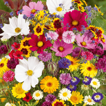 Blomstereng™ Blomsterfrø i 30 forskellige sorter