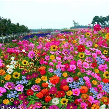 Blomstereng™ Blomsterfrø i 30 forskellige sorter