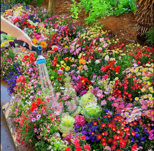 Blomstereng™ Blomsterfrø i 30 forskellige sorter