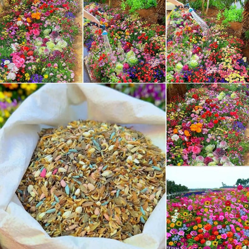 Blomstereng™ Blomsterfrø i 30 forskellige sorter