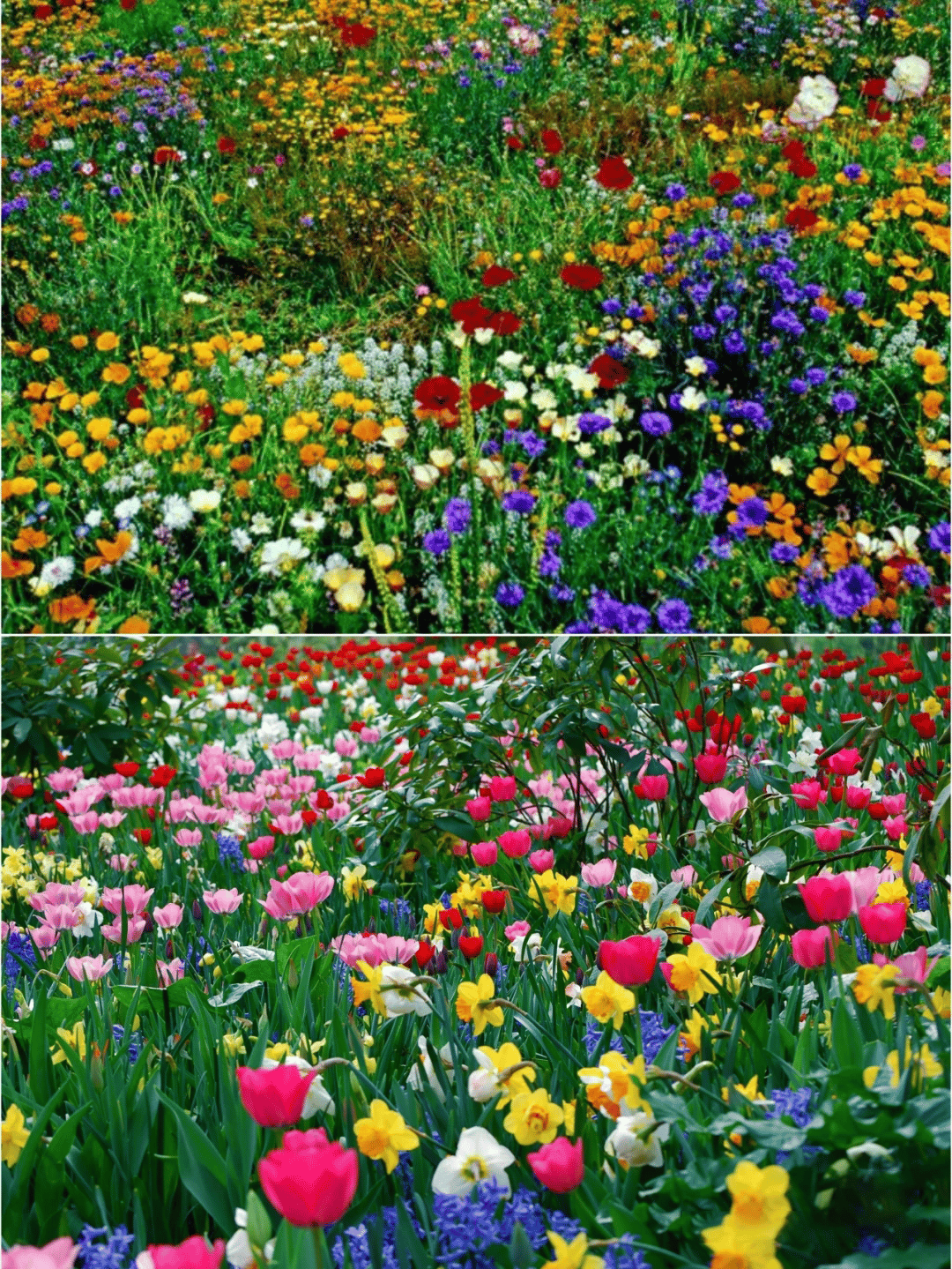 Blomstereng™ Blomsterfrø i 30 forskellige sorter