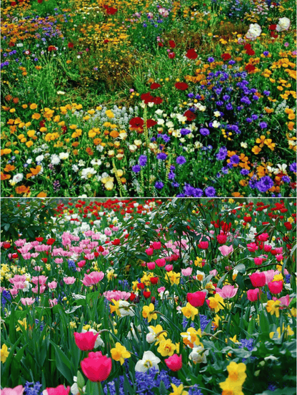 Blomstereng™ Blomsterfrø i 30 forskellige sorter