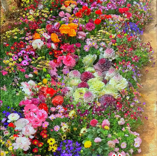 Blomstereng™ Blomsterfrø i 30 forskellige sorter