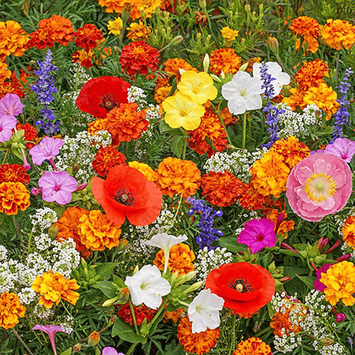 Blomstereng™ Blomsterfrø i 30 forskellige sorter