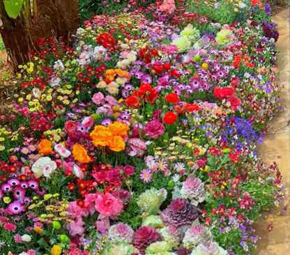 Blomstereng™ Blomsterfrø i 30 forskellige sorter