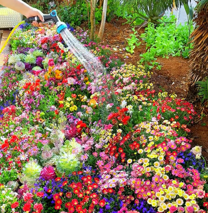 Blomstereng™ Blomsterfrø i 30 forskellige sorter
